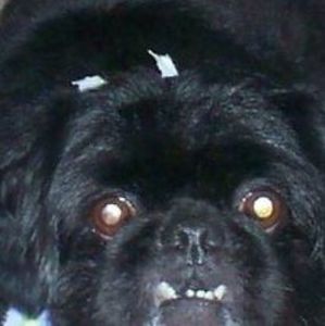 Meet your Posher, Phyllis